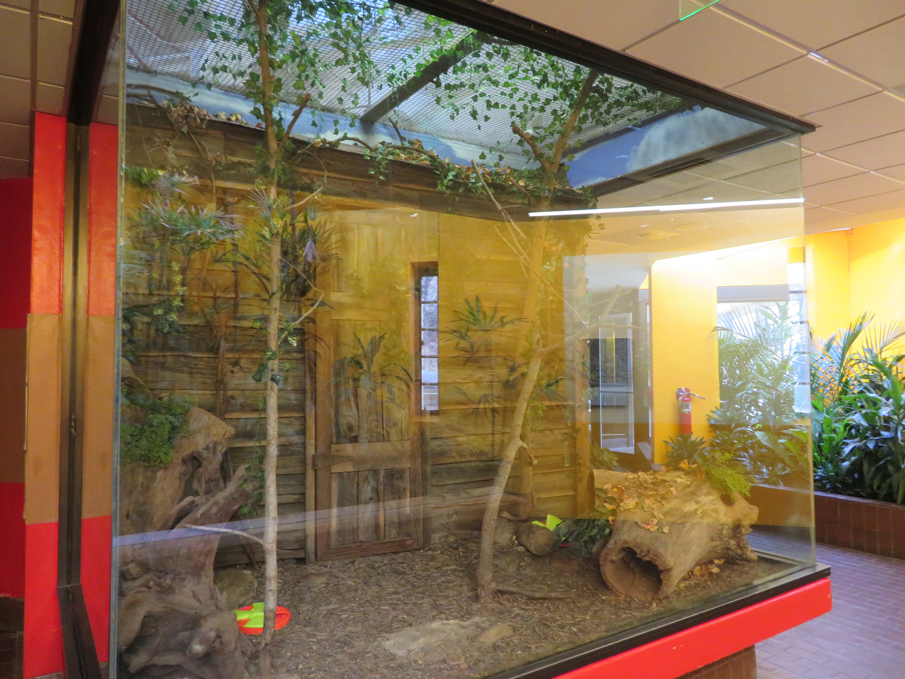 Striped Skunk Exhibit