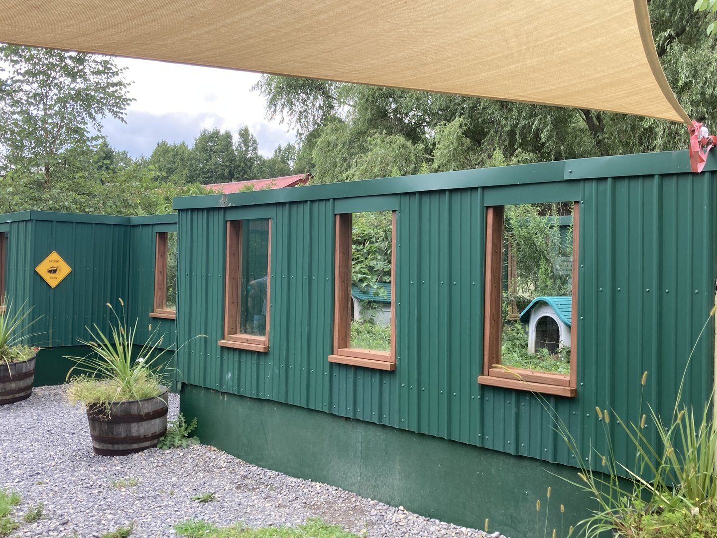 Striped Skunk exhibit