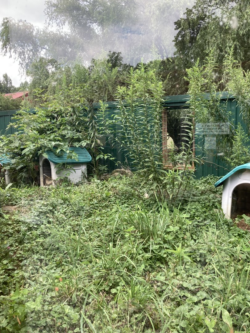 Striped Skunk exhibit