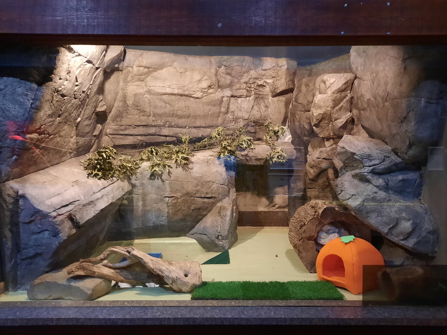 Striped Skunk Exhibit