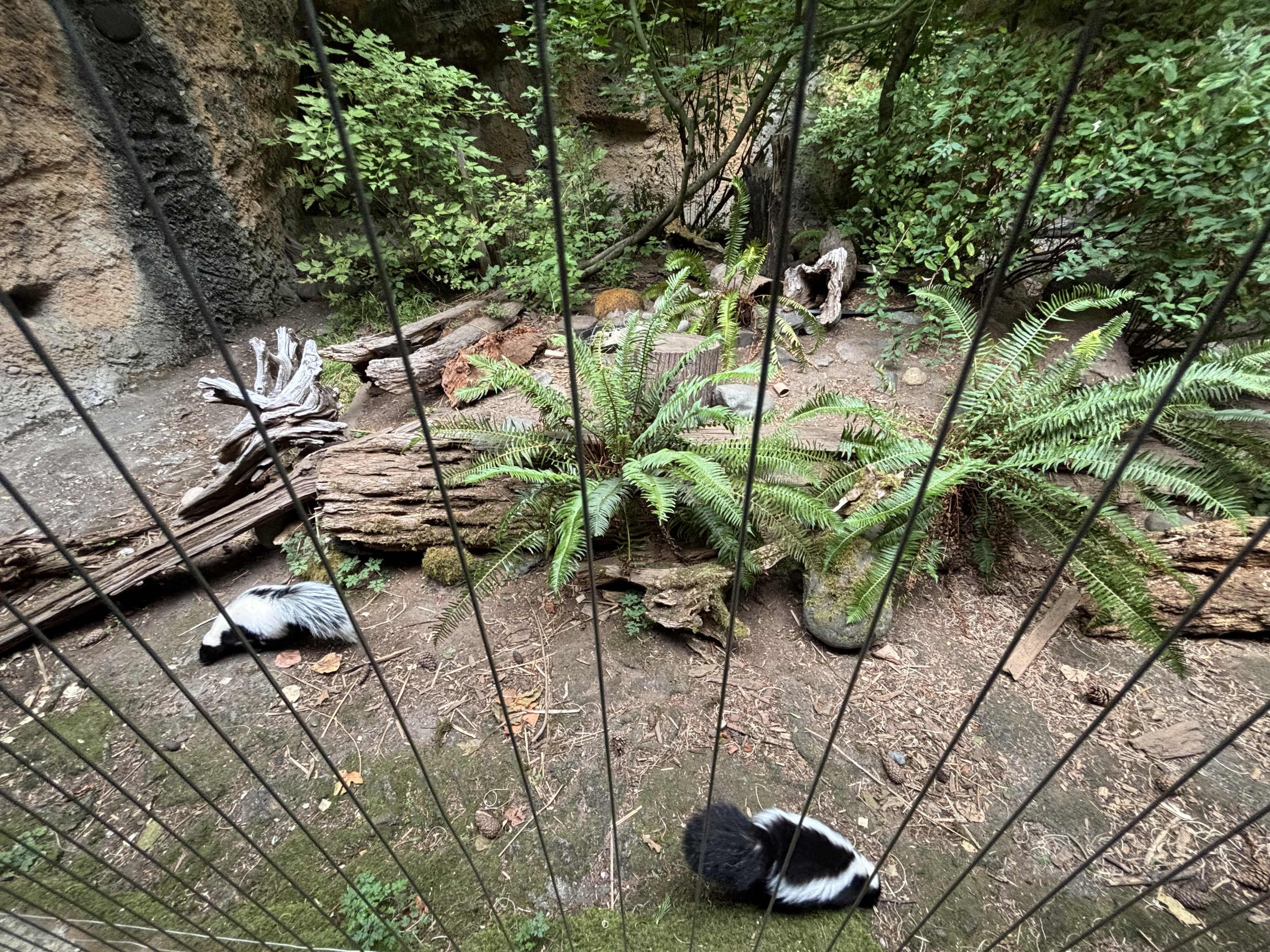 Striped Skunk Exhibit