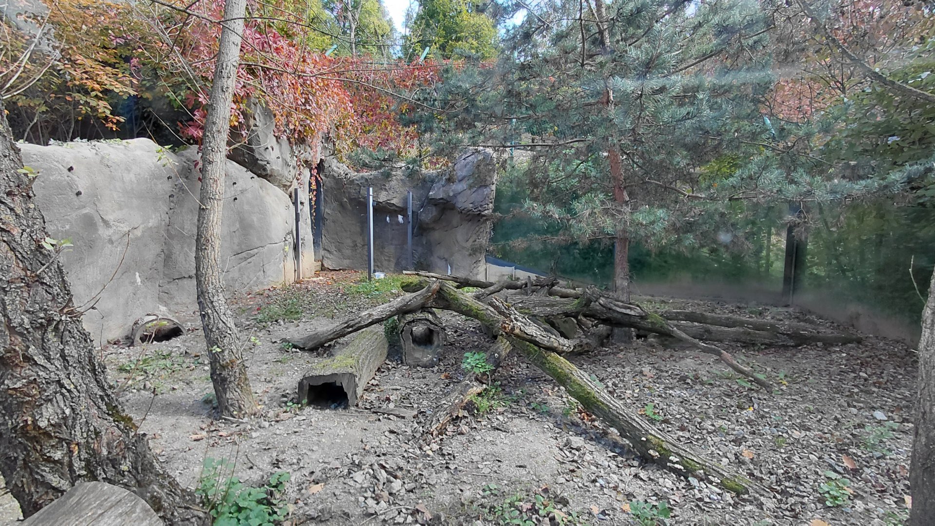 Striped skunk exhibit