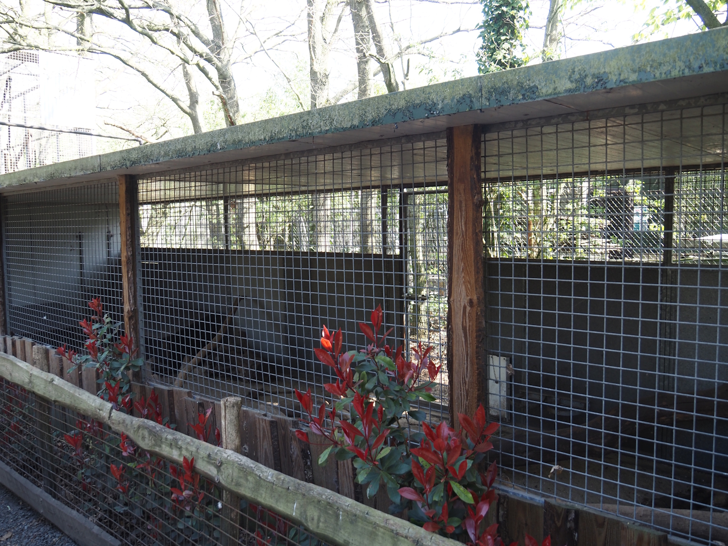 Striped skunk holding and shelter (Formerly Asian small-clawed otter), 2025-04-12