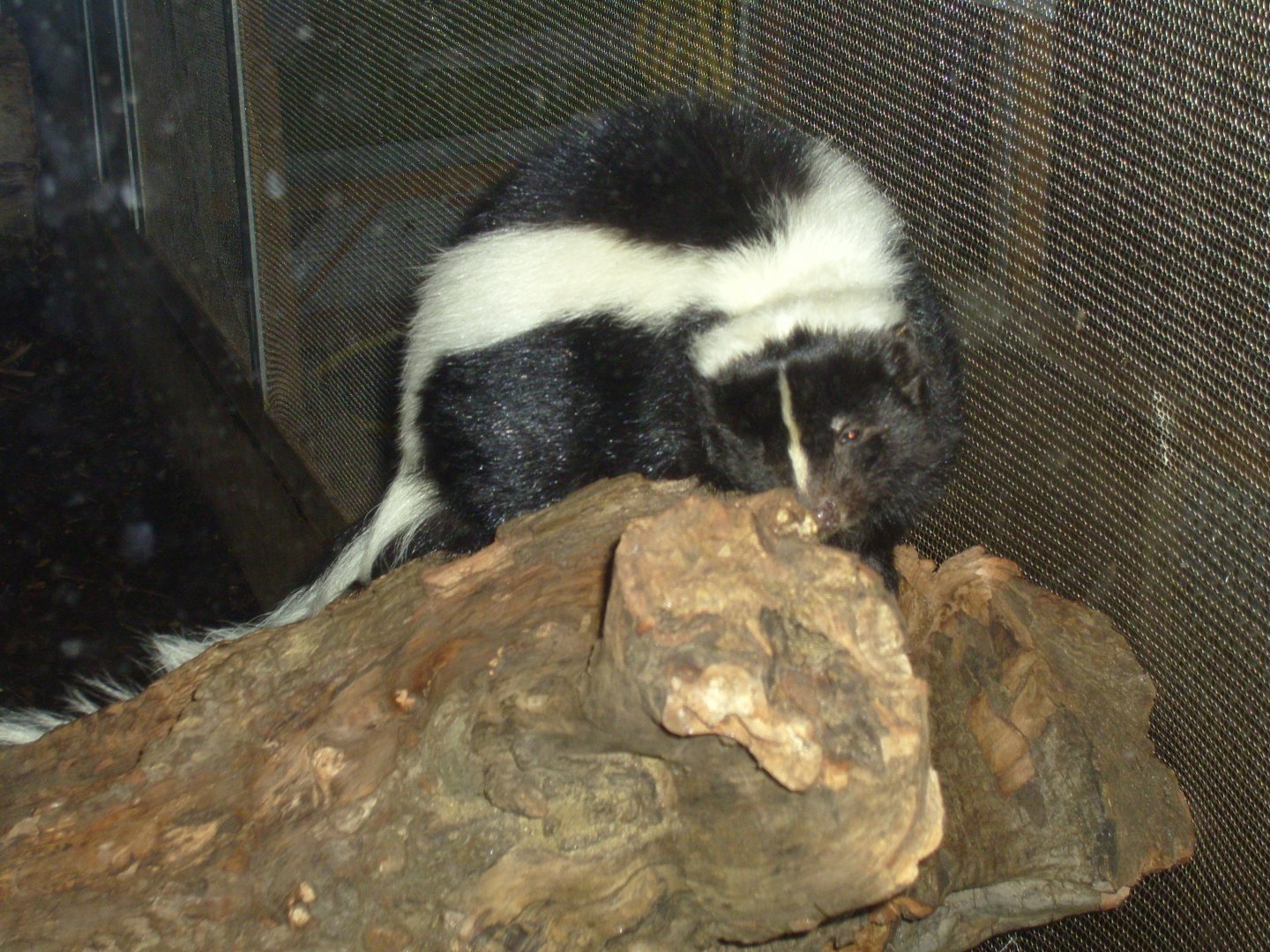 Striped Skunk in Casson Pavilion (Zoo World)