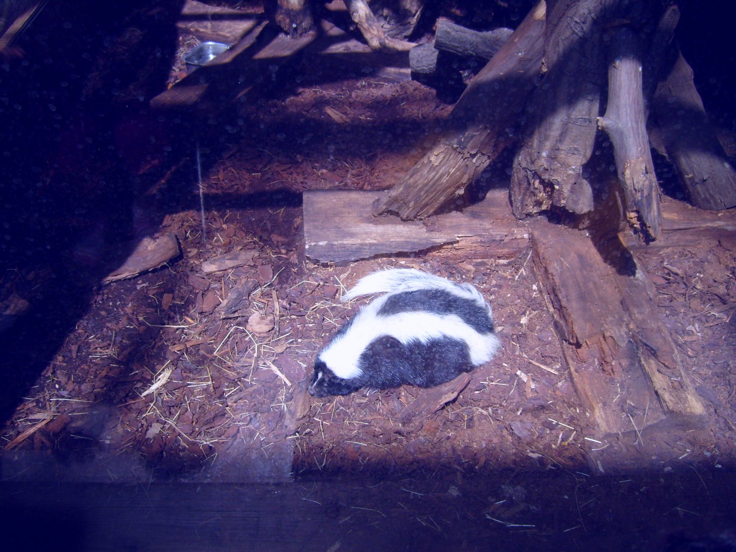 Striped Skunk (in Zoo World)