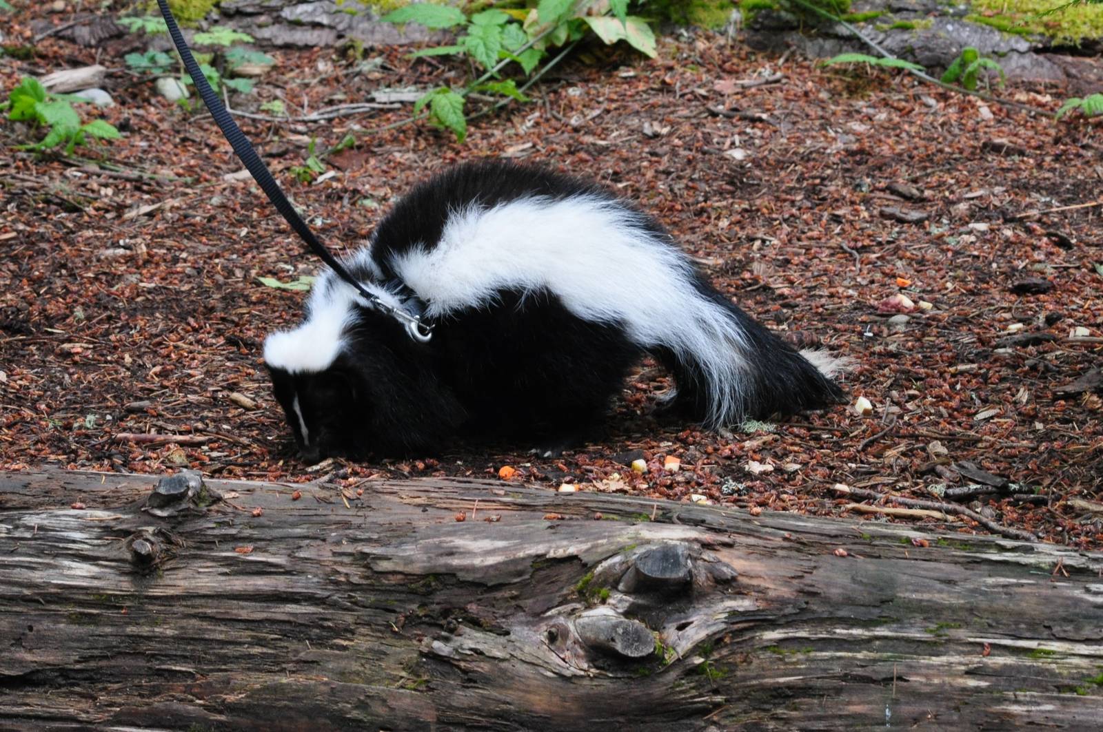 Striped Skunk Keeper Talk