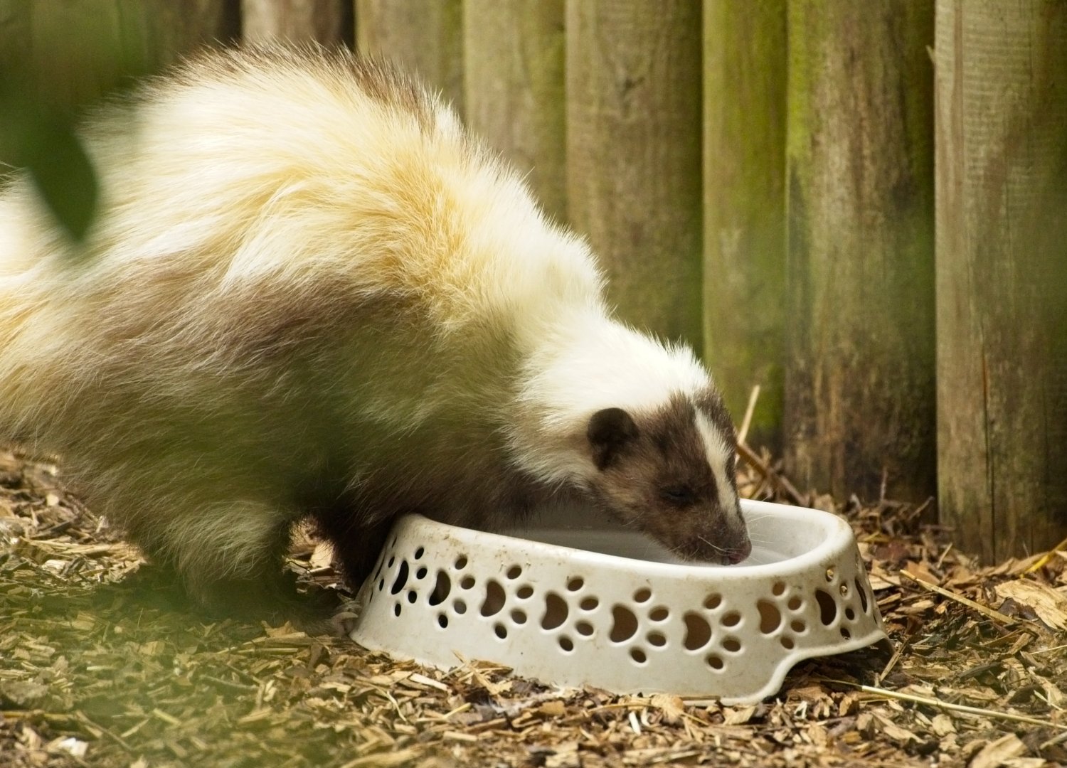 Striped Skunk (Leucistic?)
