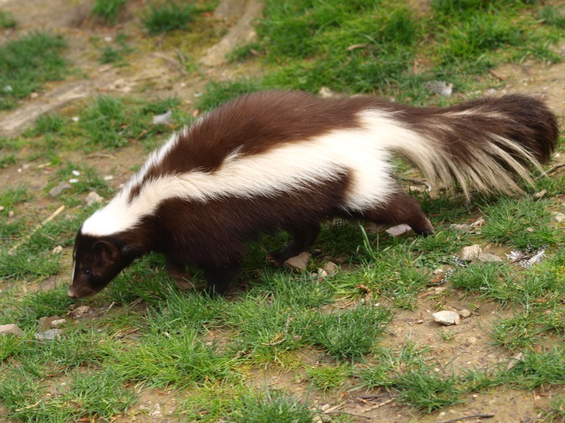Striped skunk (May 2nd, 2015)