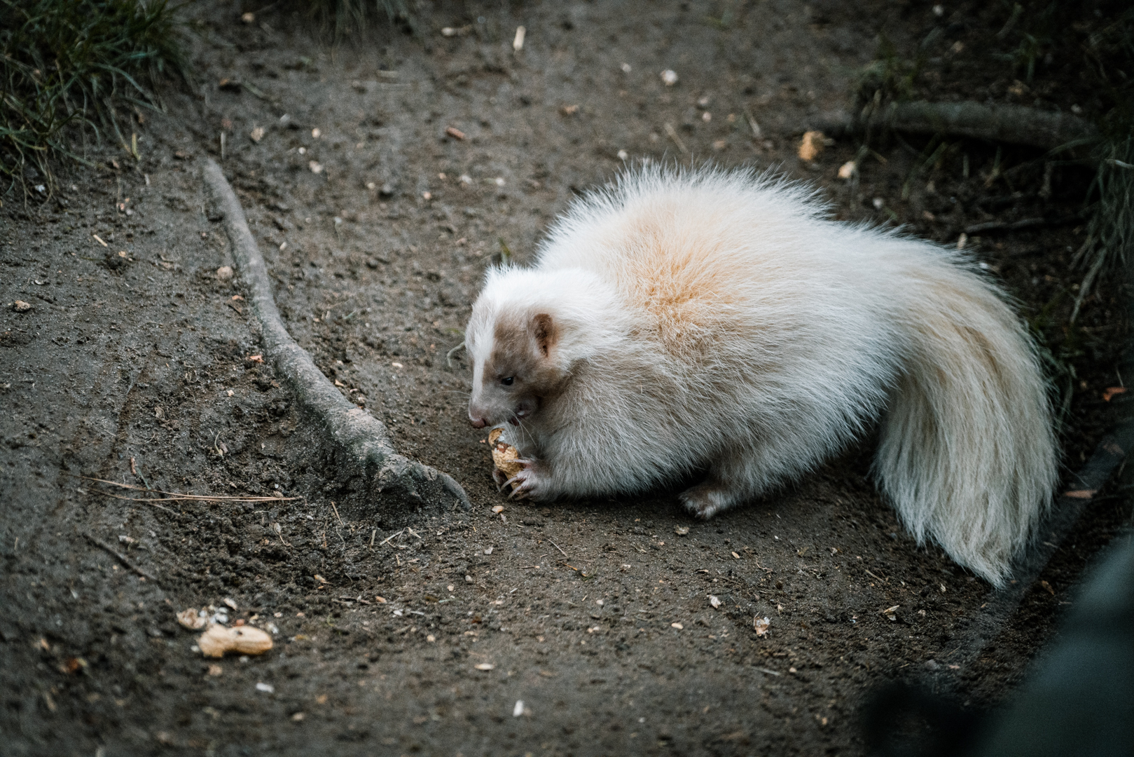 Striped Skunk (maybe Champagne or Lavender fur type)
