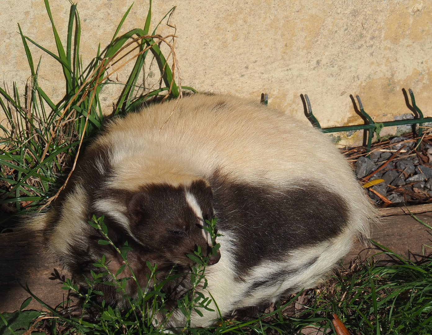 Striped skunk (Mephitis mephitis), 2020-09-12