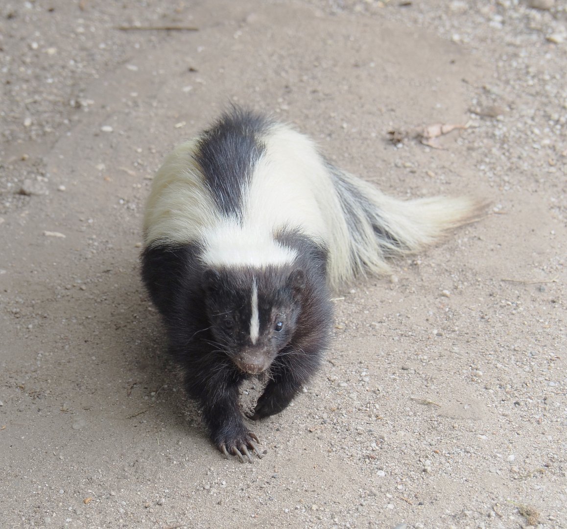 Striped skunk (Mephitis mephitis), 2022-05-17