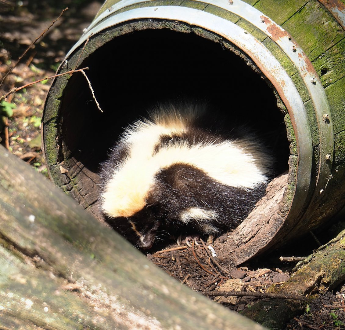 Striped skunk (Mephitis mephitis), 2023-04-30