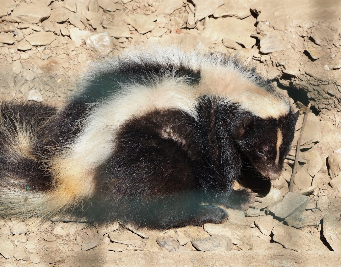 Striped skunk (Mephitis mephitis), 2023-06-24