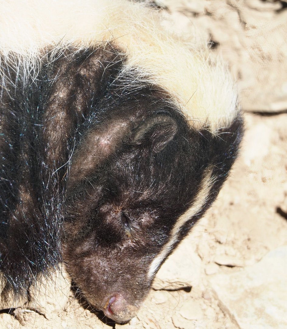 Striped skunk (Mephitis mephitis), 2023-06-24