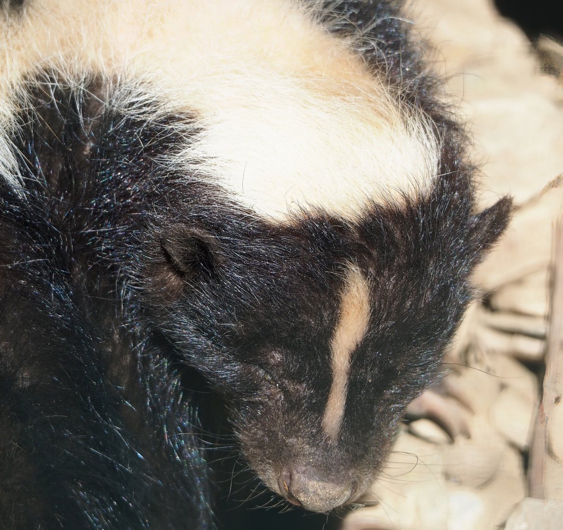 Striped skunk (Mephitis mephitis), 2023-06-24