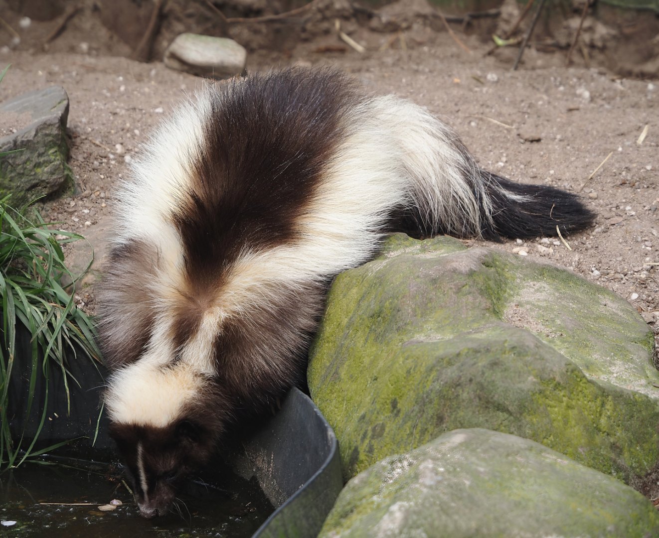 Striped skunk (Mephitis mephitis), 2024-04-14