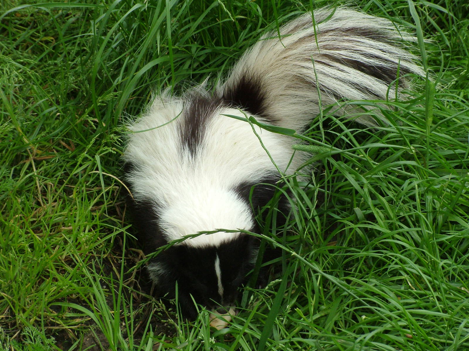 Striped Skunk (Mephitis mephitis) at Five Sisters Zoo Park 2008