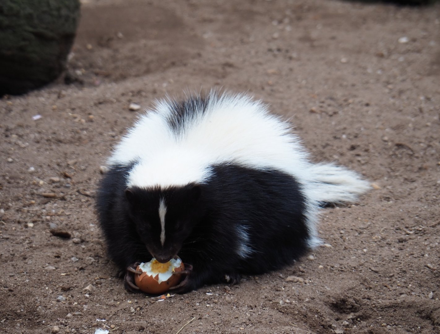 Striped skunk (Mephitis mephitis) eating an egg, 2019-04-06