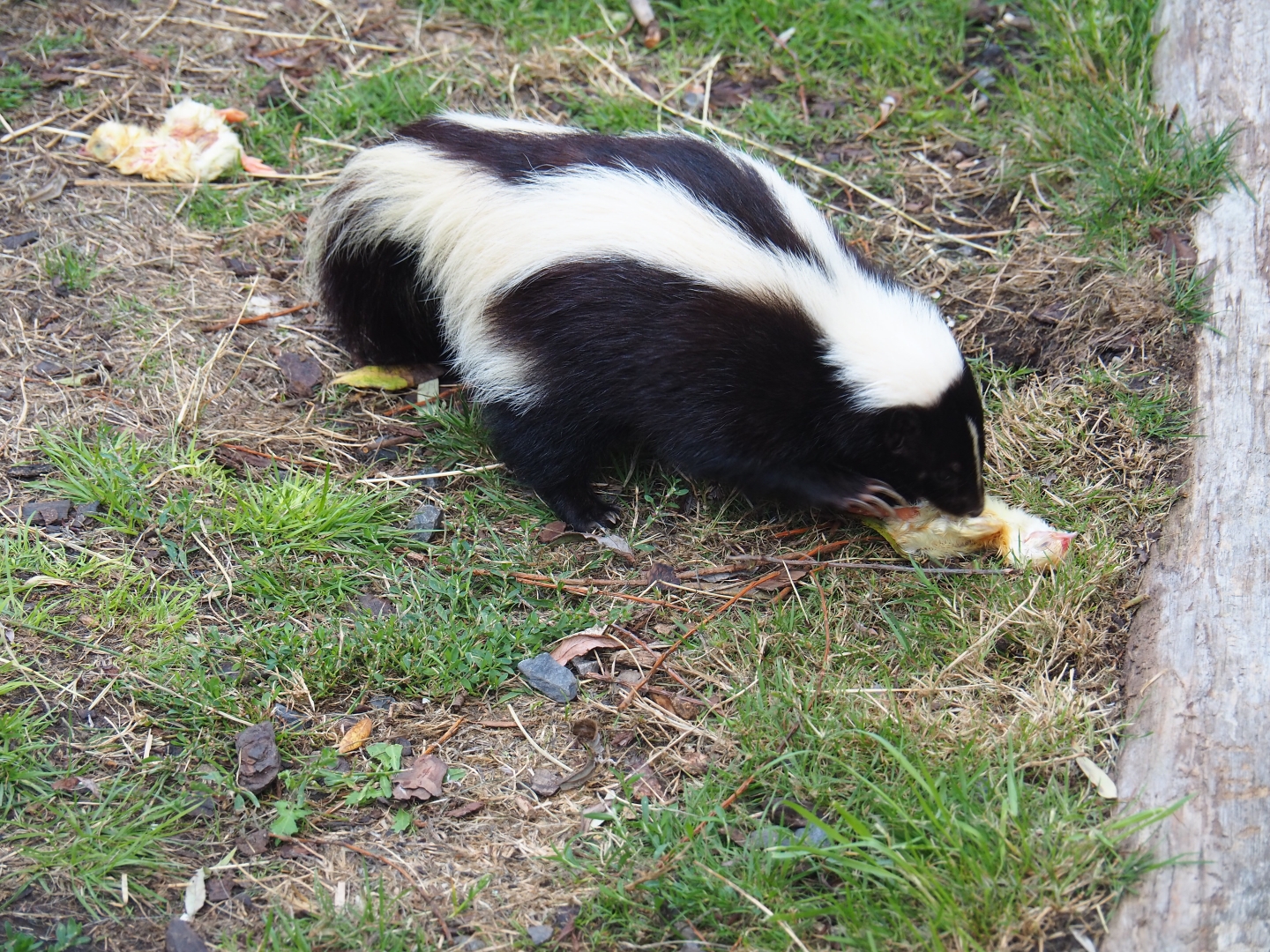 Striped skunk (Mephitis mephitis) eating chick