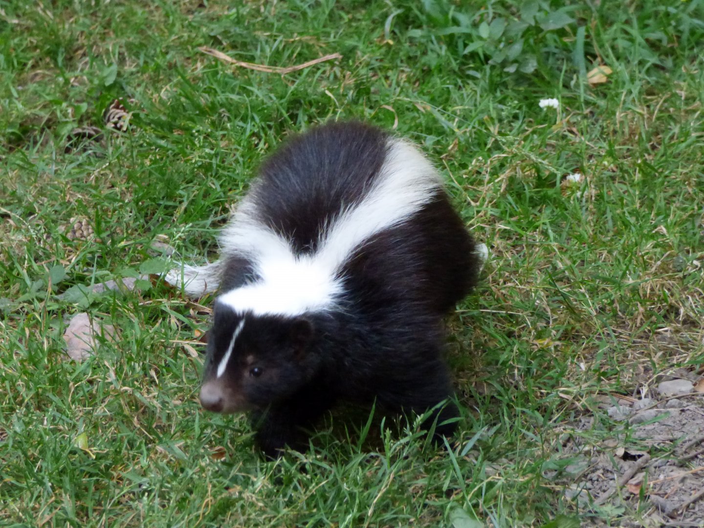Striped skunk (Mephitis mephitis) - Legendia Parc