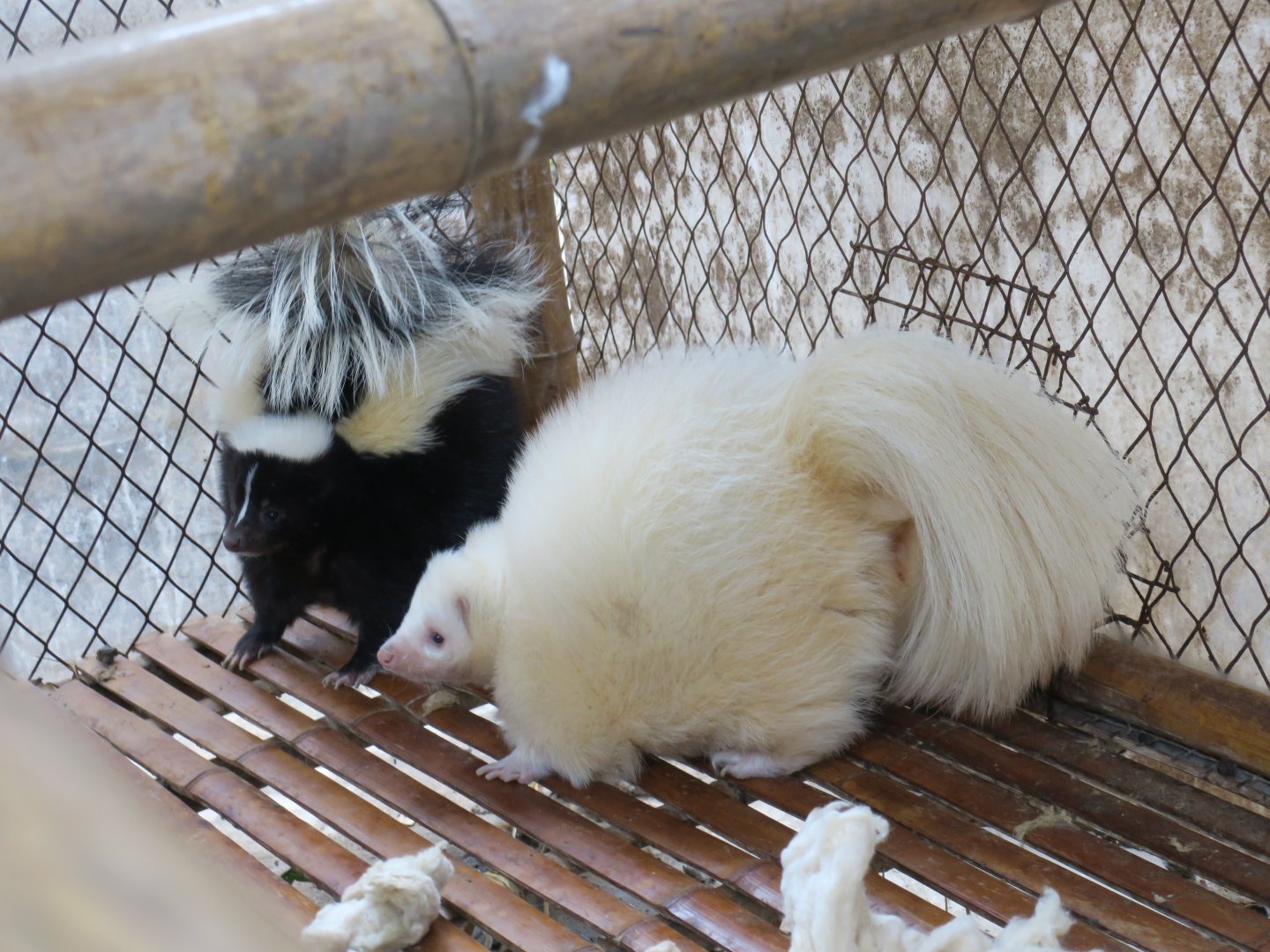 striped skunk (Mephitis mephitis)