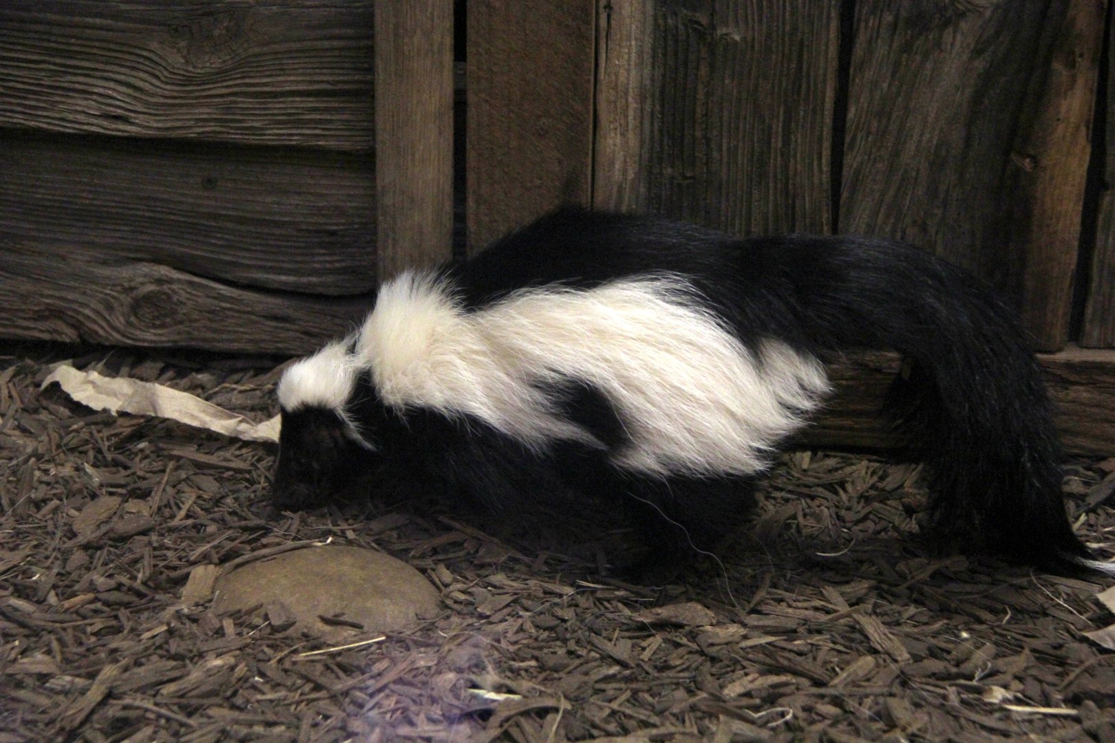 striped skunk (Mephitis mephitis)