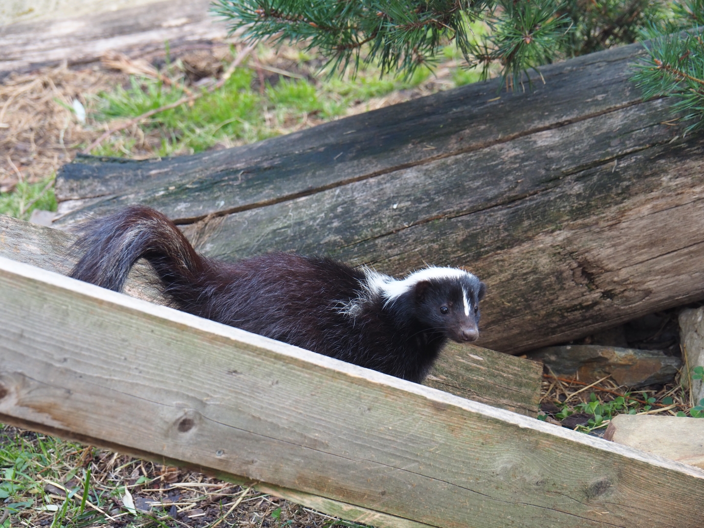 Striped skunk (Mephitis mephitis)