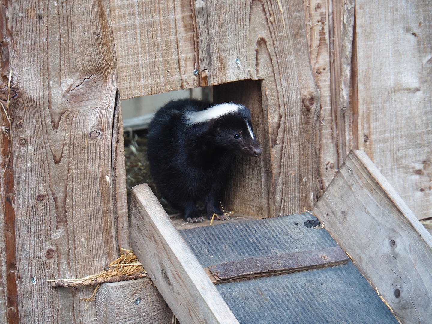 Striped skunk (Mephitis mephitis)