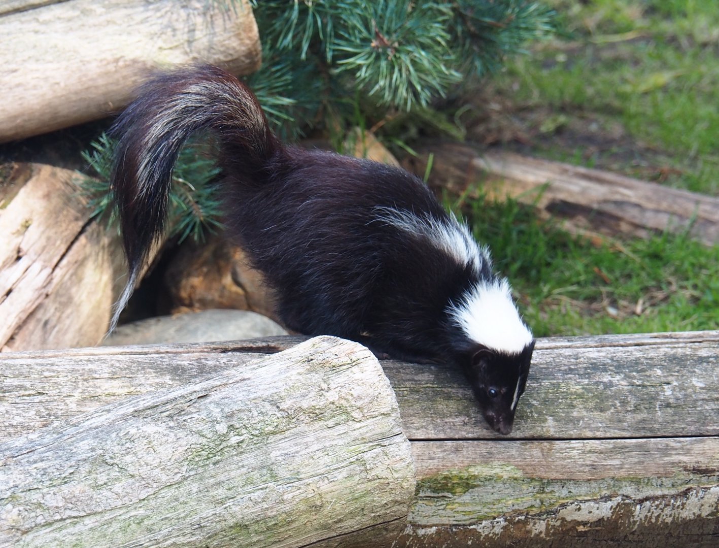 Striped skunk (Mephitis mephitis)