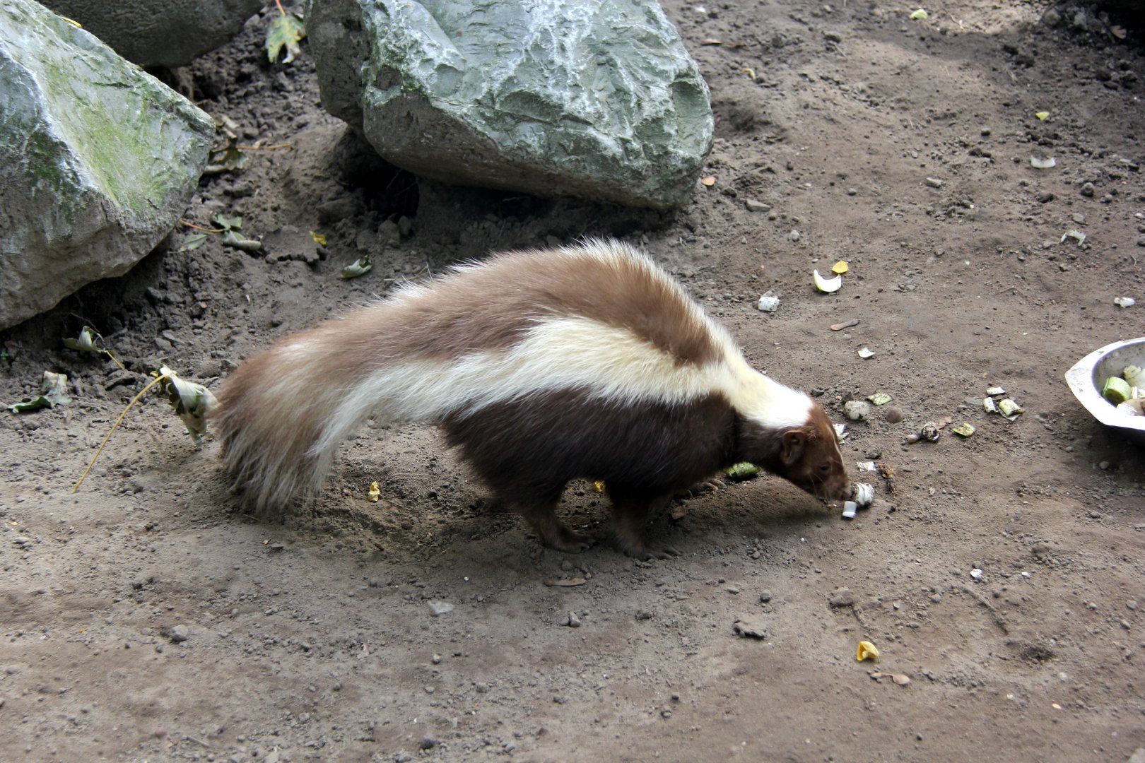 striped skunk (Mephitis mephitis)