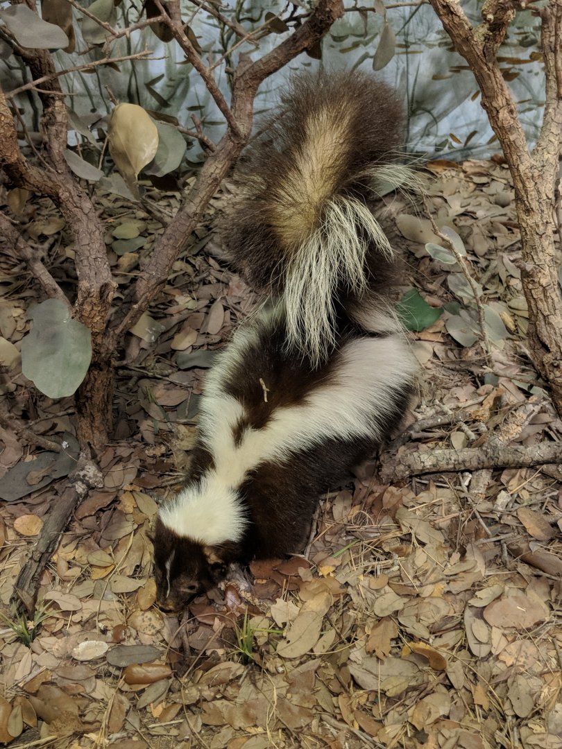 Striped skunk (Mephitis mephitis)
