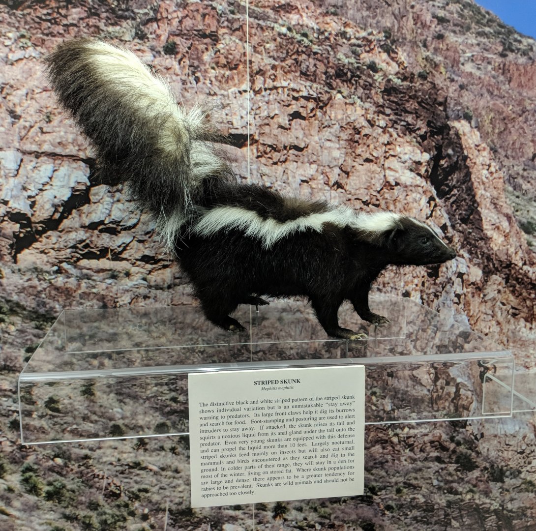 Striped skunk (Mephitis mephitis)