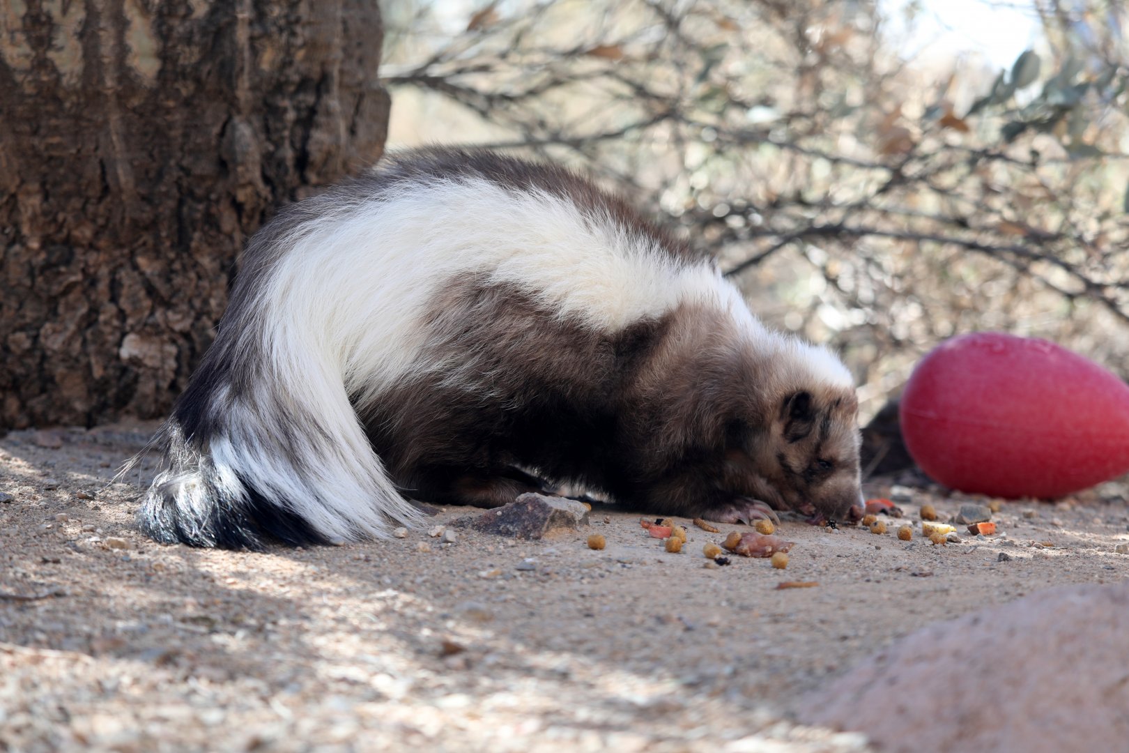 striped skunk (Mephitis mephitis)