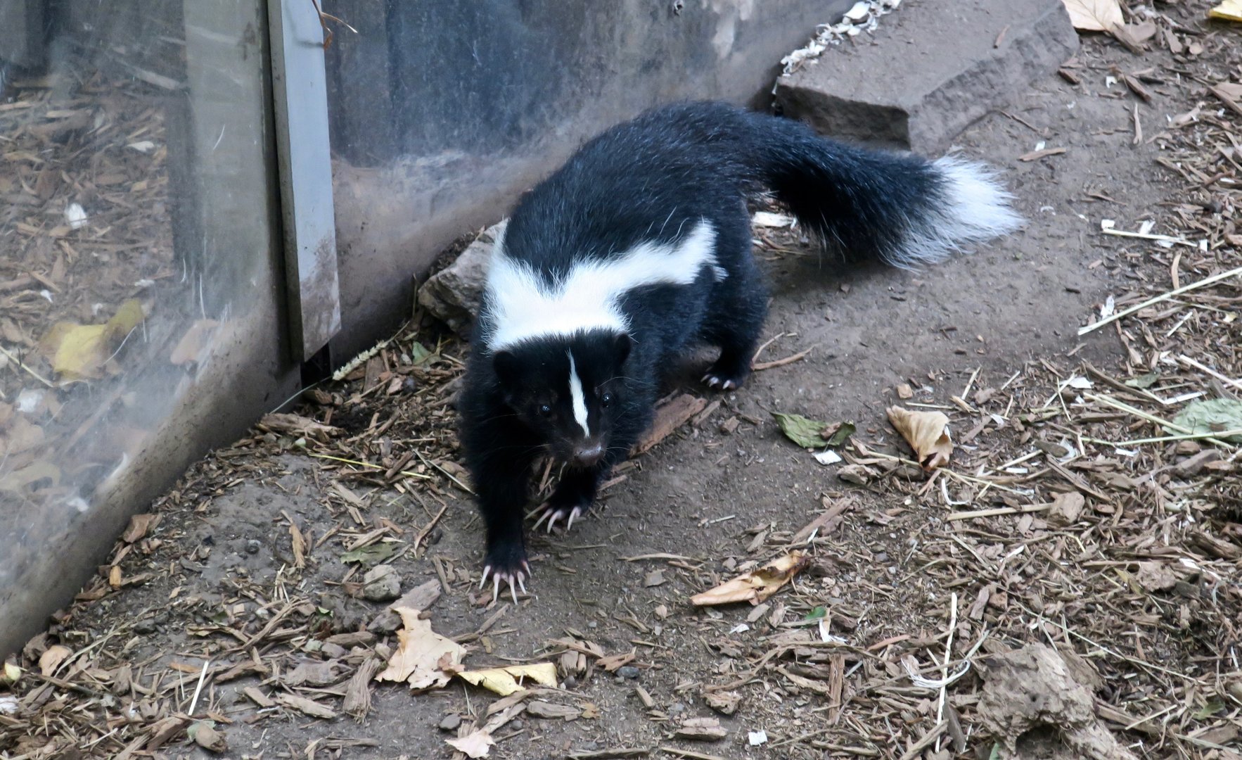 Striped Skunk (Mephitis mephitis)