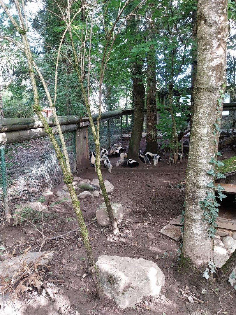 Striped skunk (Mephitis mephitis)