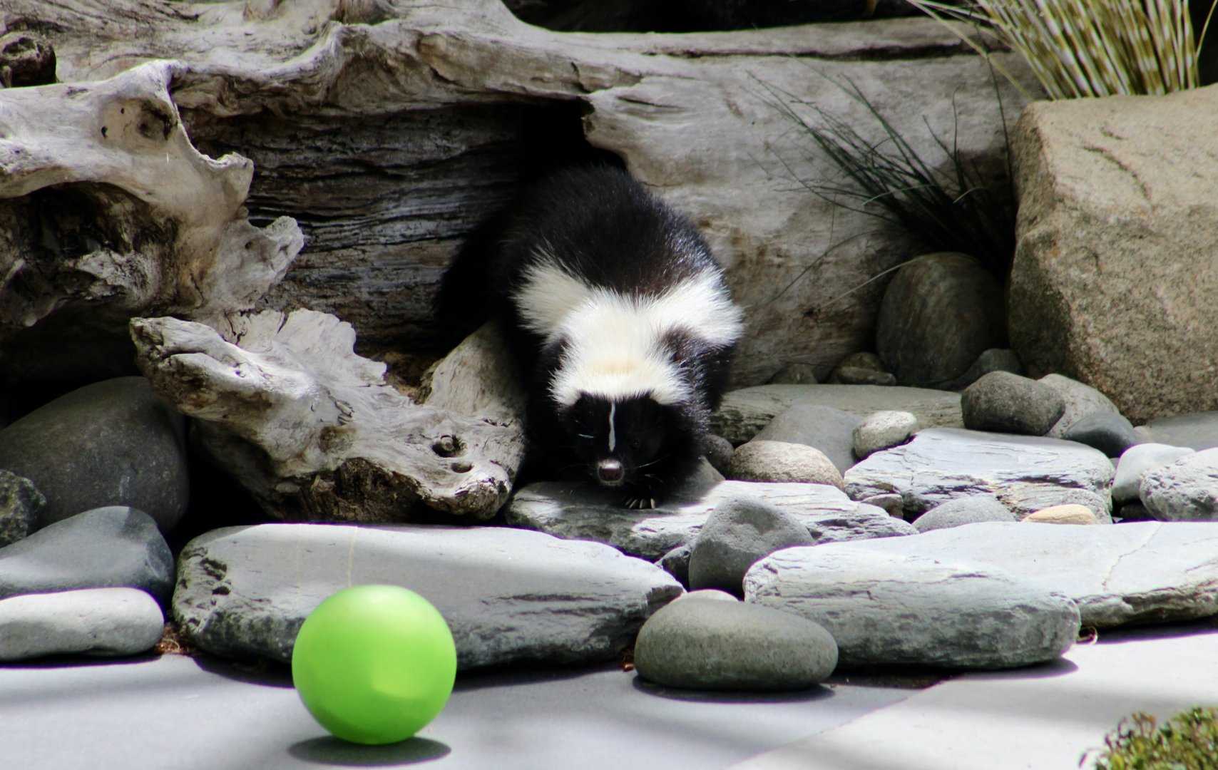 Striped Skunk (Mephitis mephitis)
