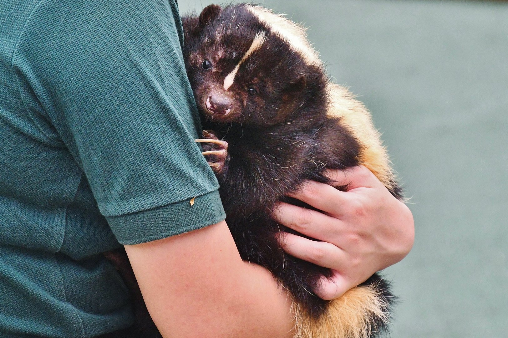 Striped Skunk (Mephitis mephitis)