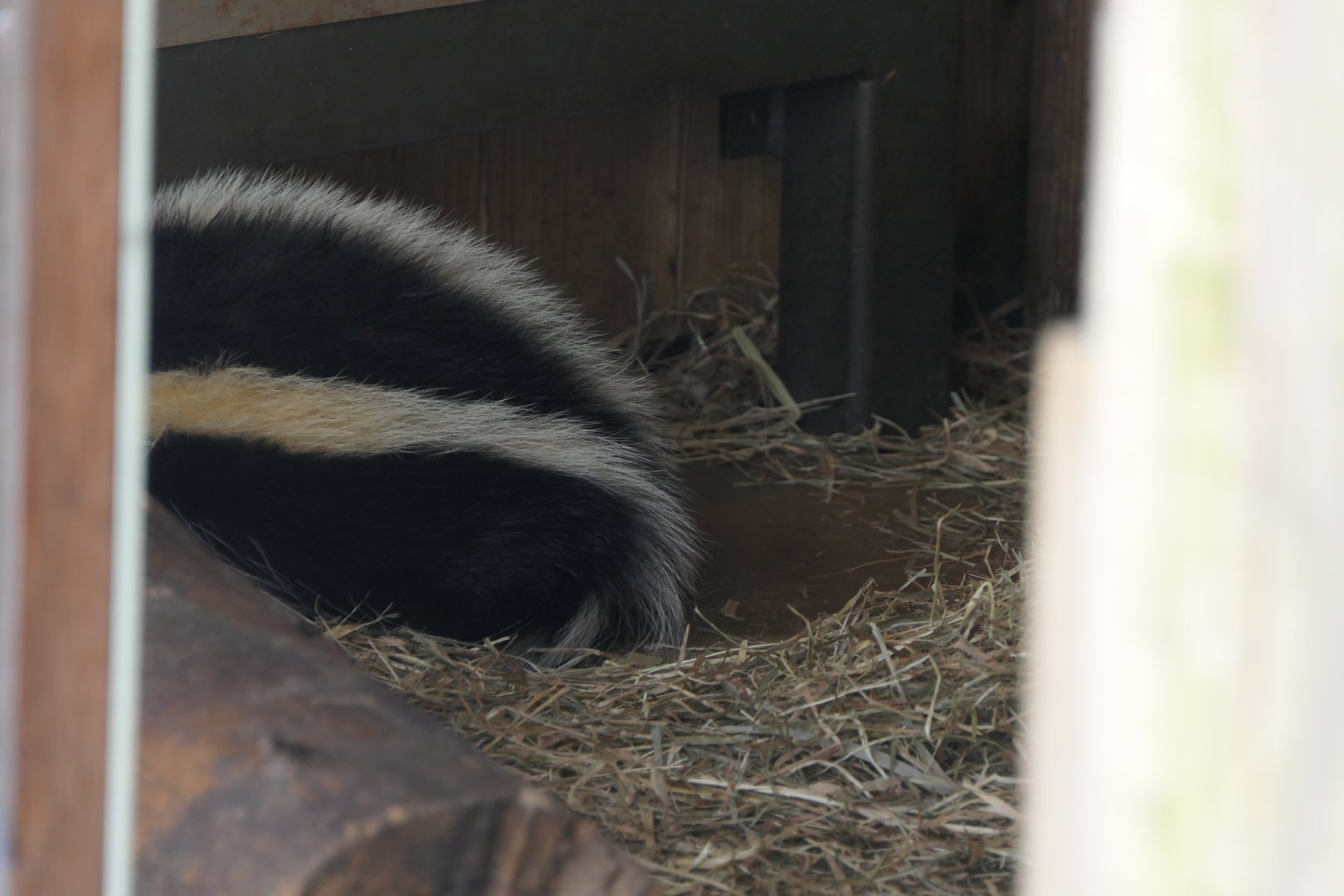 Striped Skunk (Mephitis mephitis)