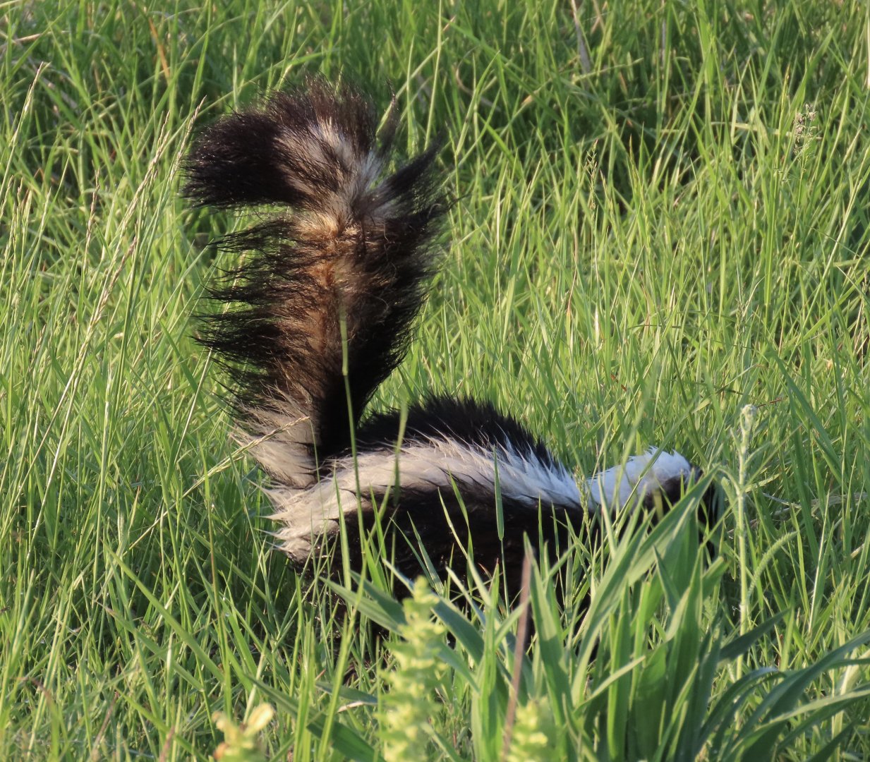 Striped Skunk (Mephitis mephitis)