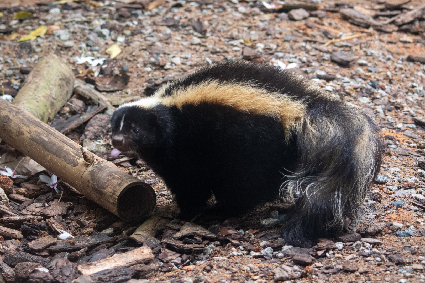 Striped Skunk (Mephitis mephitis)