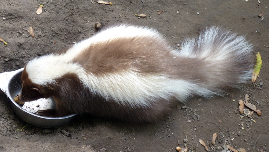 Striped skunk (Mephitis mephtis)