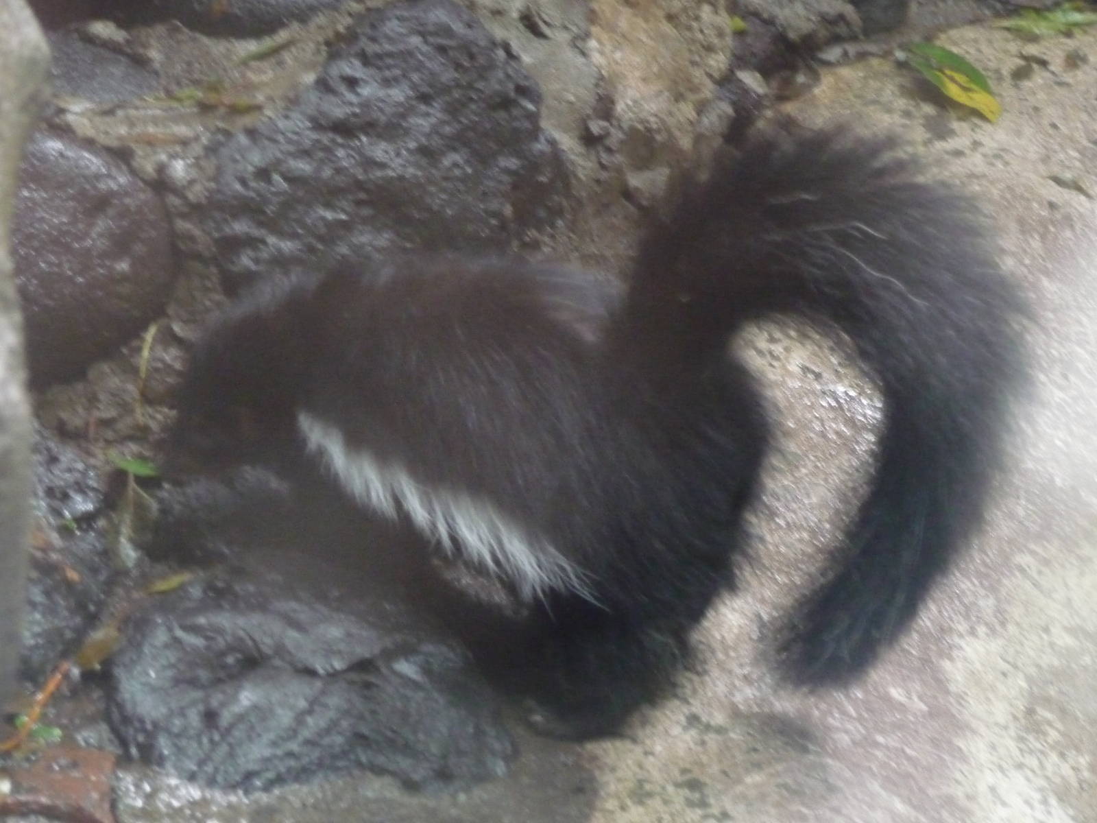 striped skunk morph chapultepec zoo