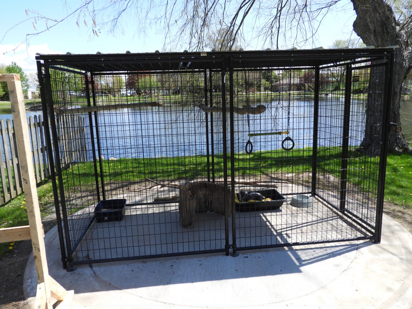 Striped Skunk outdoor exhibit - New in 2021
