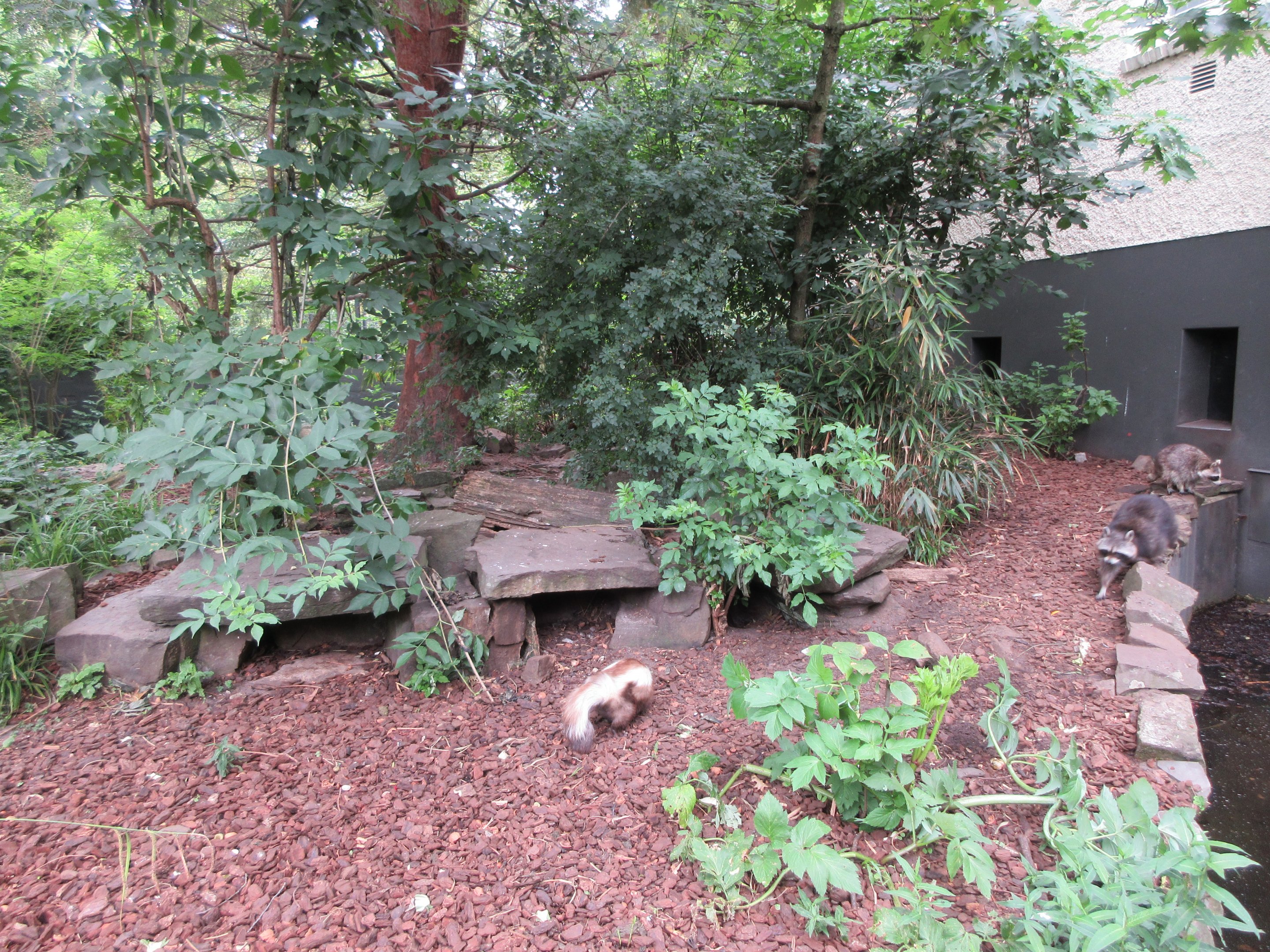 Striped Skunk/Raccoon Exhibit