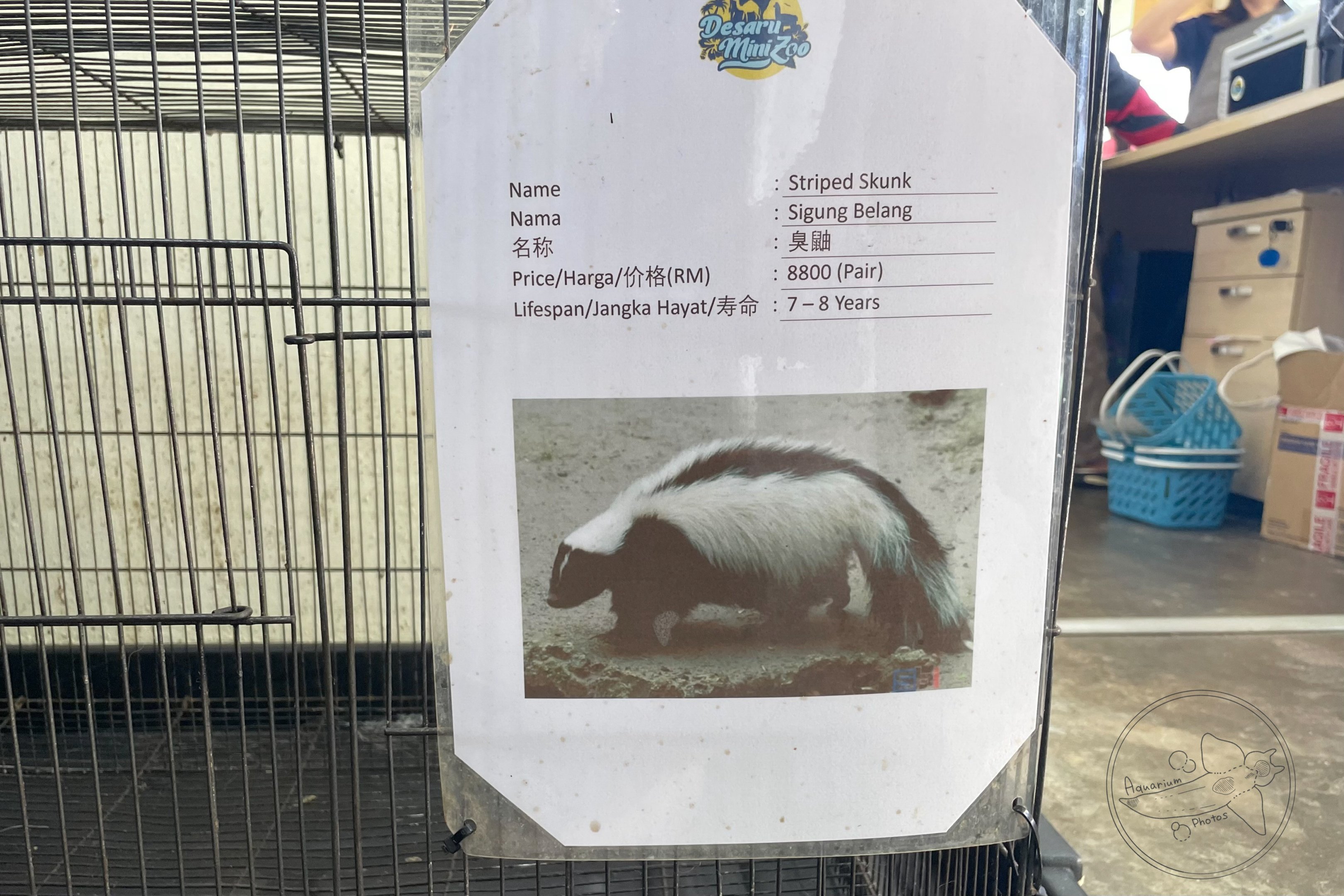 Striped Skunk Sign with price