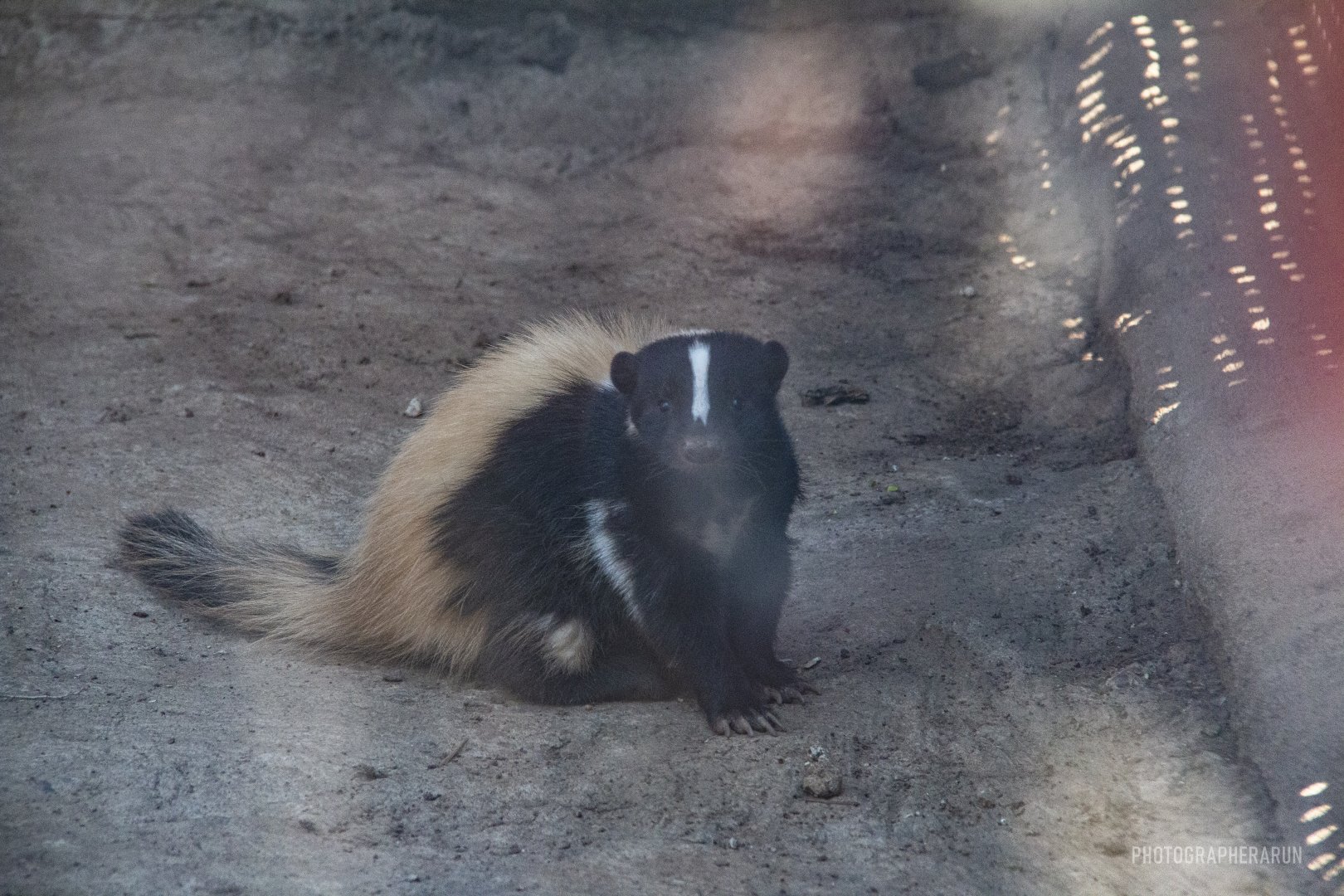 Striped Skunk-Unique furbearer exhibits
