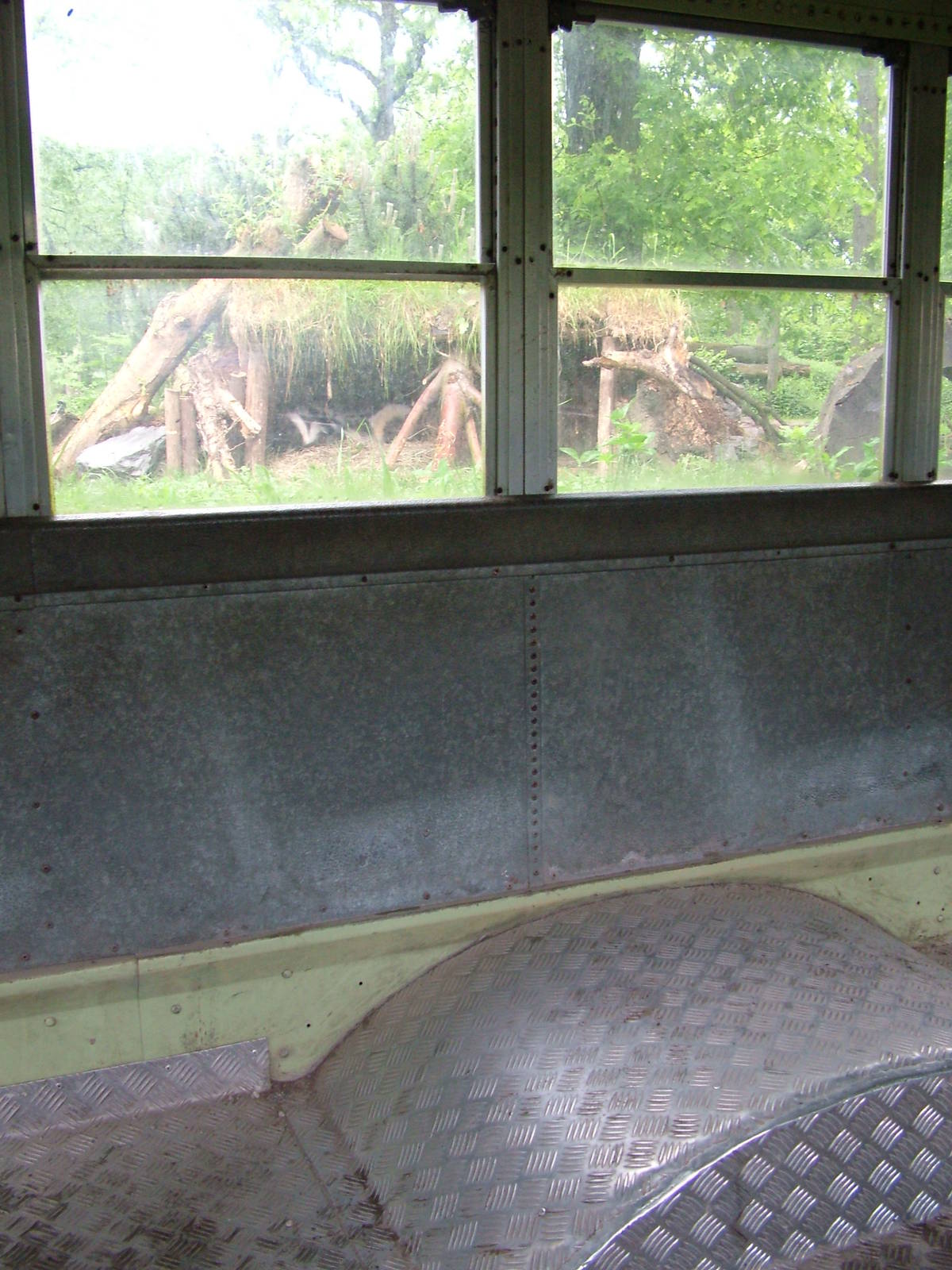 Striped Skunk viewing from a school bus at ZOOM 11/05/09