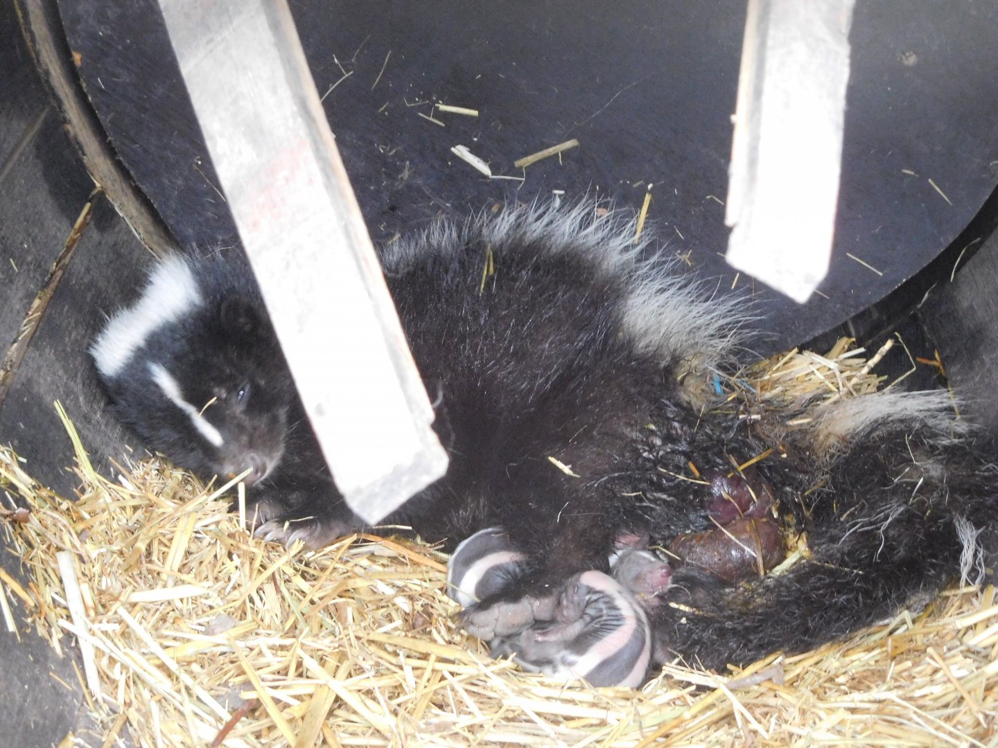 Striped skunk with babies