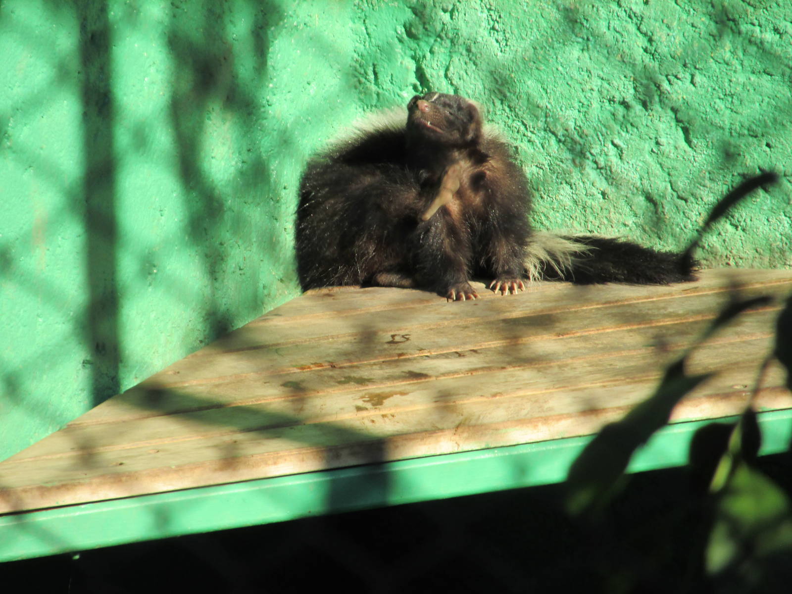 striped skunk zoologico los coyotes
