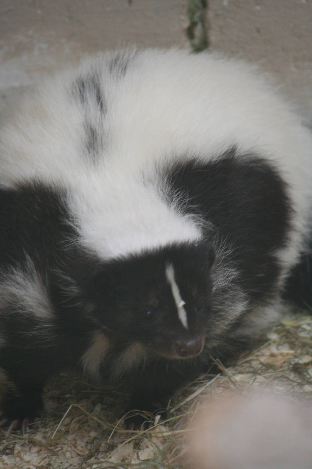 Striped skunk